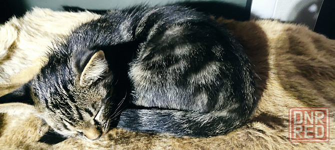 Котенок в добрые руки Макеевка - изображение 5