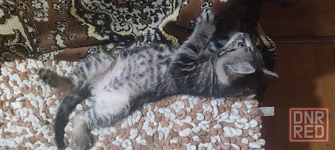 Котенок в добрые руки Макеевка - изображение 5