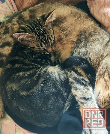 Котенок в добрые руки Макеевка - изображение 1