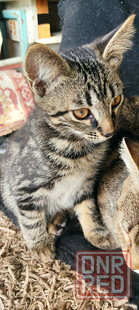 Котенок в добрые руки Макеевка - изображение 1