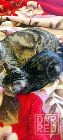 Котенок в добрые руки Макеевка - изображение 3