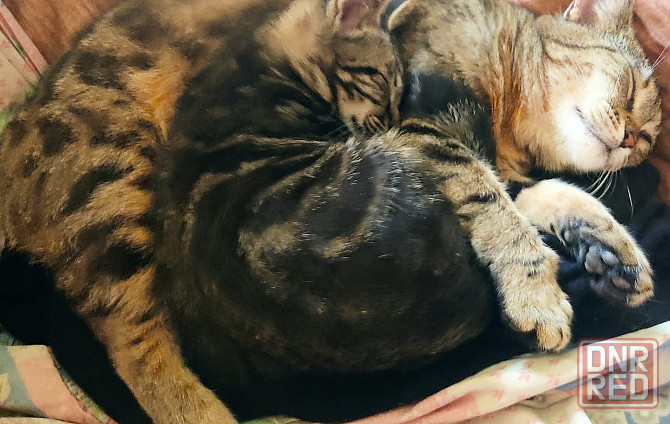 Котенок в добрые руки Макеевка - изображение 2