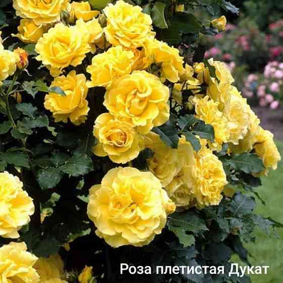 Розы вьющиеся,саженцы Донецк