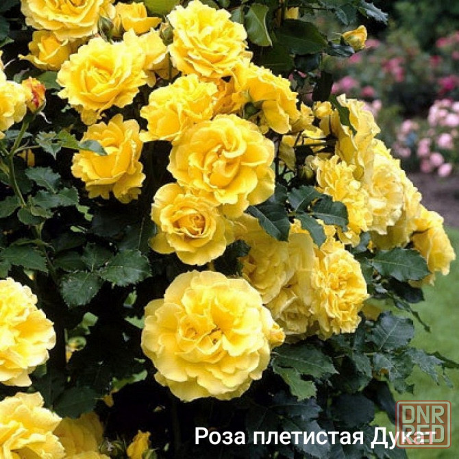 Розы вьющиеся,саженцы Донецк - изображение 2