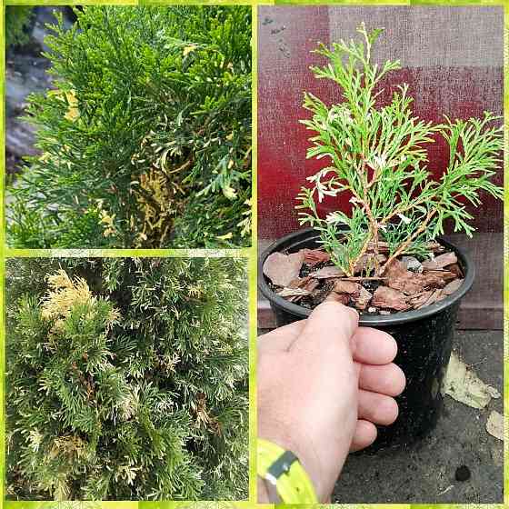 Туя западная (Smaragd Variegata) Донецк