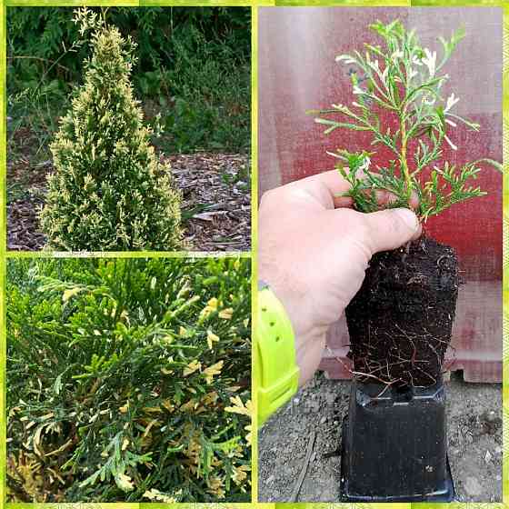 Туя западная (Smaragd Variegata) Донецк
