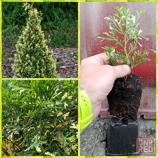 Туя западная (Smaragd Variegata) Донецк - изображение 1