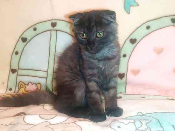 Вислоухая шотландская кошечка котёнок Донецк
