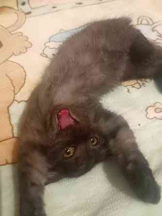 Вислоухая шотландская кошечка котёнок Донецк