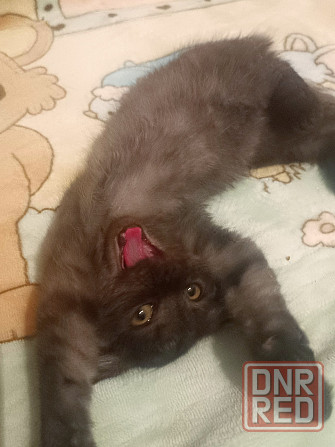 Вислоухая шотландская кошечка котёнок Донецк - изображение 4