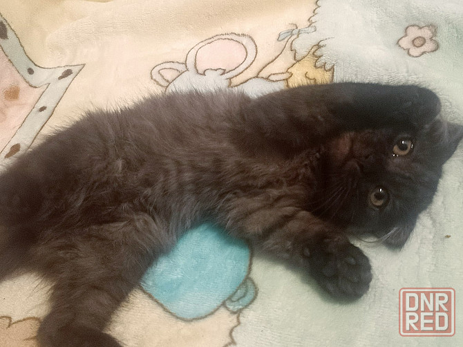 Вислоухая шотландская кошечка котёнок Донецк - изображение 3