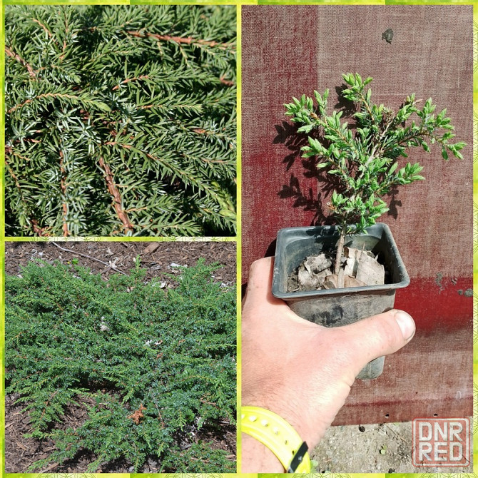 Можжевельник ('Green Carpet') Донецк - изображение 1