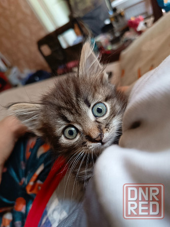 Отдам котодеток Донецк - изображение 5