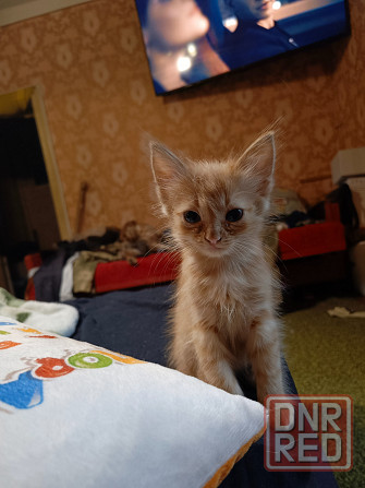 Отдам котодеток Донецк - изображение 3