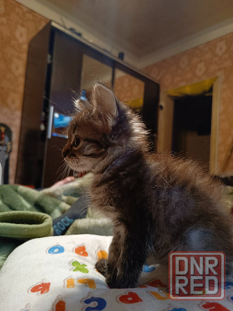 Отдам котодеток Донецк - изображение 2