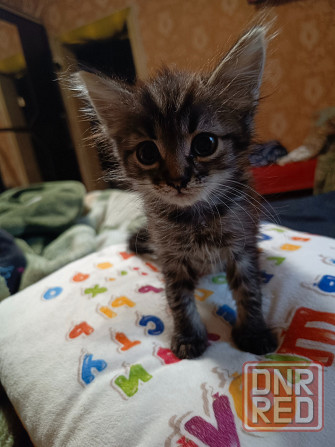 Отдам котодеток Донецк - изображение 4