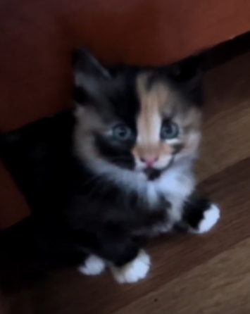 Отдам котят Донецк