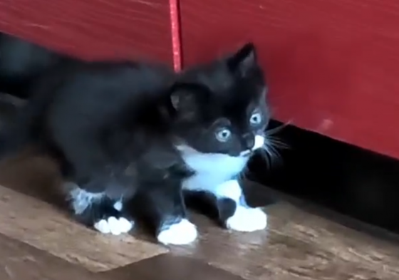Отдам котят Донецк