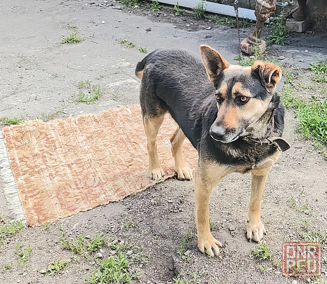 Отдадим в добрые руки Донецк - изображение 1