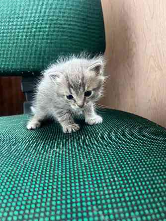 Котята бесплатно Макеевка