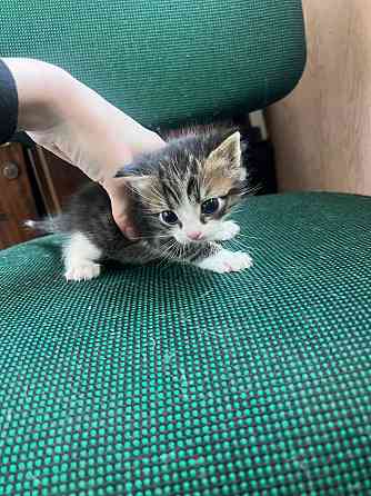 Котята бесплатно Макеевка