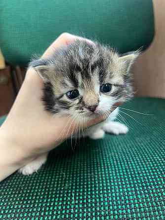 Котята бесплатно Макеевка
