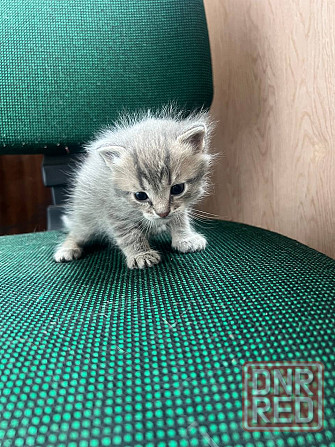 Котята бесплатно Макеевка - изображение 2