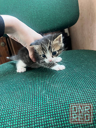Котята бесплатно Макеевка - изображение 4