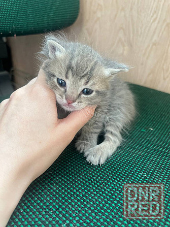 Котята бесплатно Макеевка - изображение 1