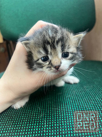 Котята бесплатно Макеевка - изображение 3