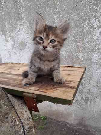 Отдам котят в хорошие Донецк