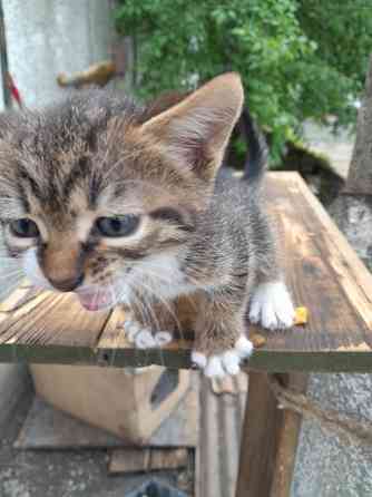 Отдам котят в хорошие Донецк