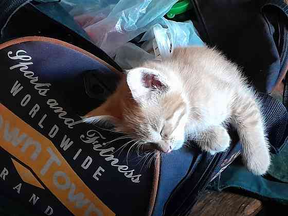Отдам котят в хорошие Донецк