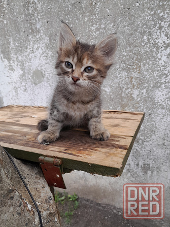 Отдам котят в хорошие Донецк - изображение 3