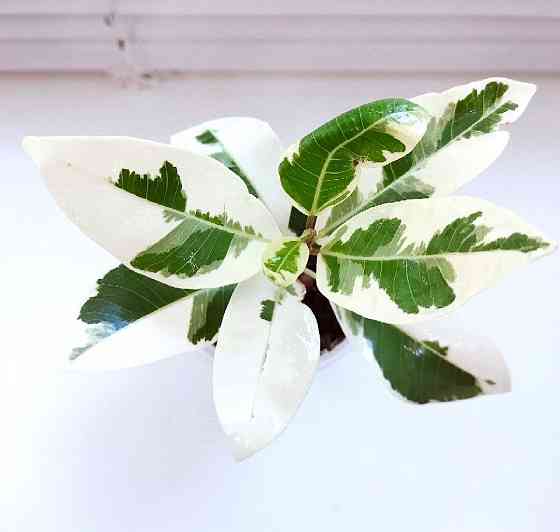 Фикус Ficus microcarpa Nitida Hawaii (Тайланд) Макеевка