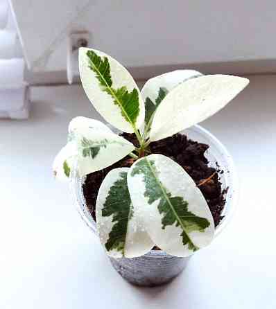 Фикус Ficus microcarpa Nitida Hawaii (Тайланд) Макеевка