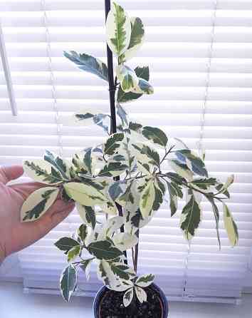 Фикус Ficus microcarpa Nitida Hawaii (Тайланд) Макеевка