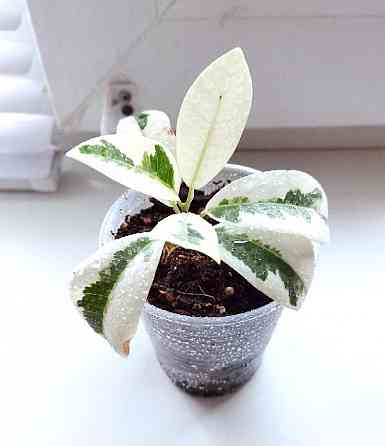 Фикус Ficus microcarpa Nitida Hawaii (Тайланд) Макеевка