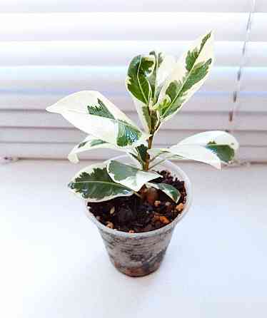 Фикус Ficus microcarpa Nitida Hawaii (Тайланд) Макеевка