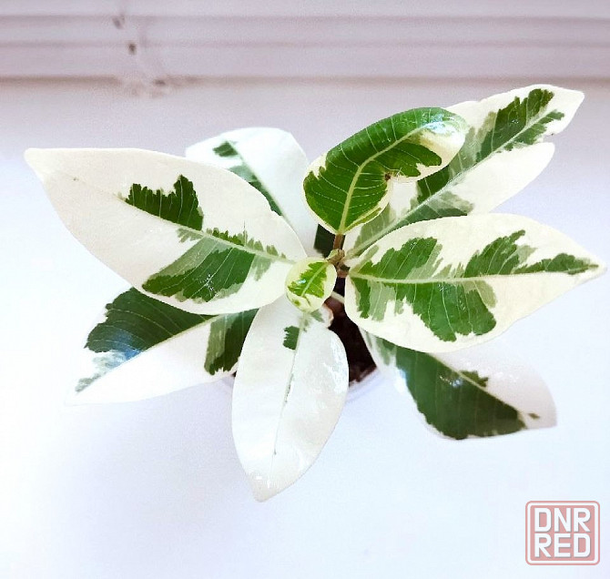 Фикус Ficus microcarpa Nitida Hawaii (Тайланд) Макеевка - изображение 2