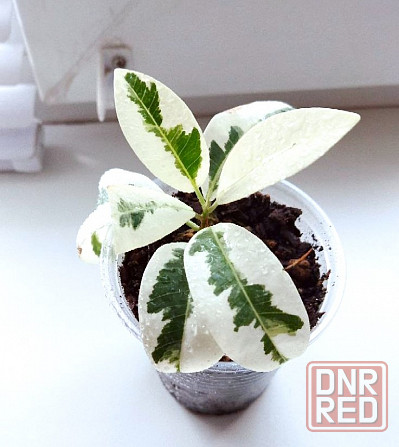 Фикус Ficus microcarpa Nitida Hawaii (Тайланд) Макеевка - изображение 2