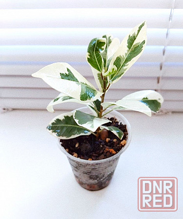 Фикус Ficus microcarpa Nitida Hawaii (Тайланд) Макеевка - изображение 3