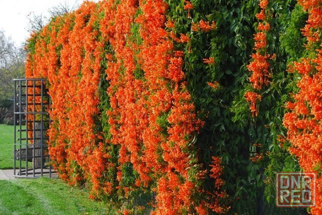Продам саженцы кампсиса Донецк - изображение 1