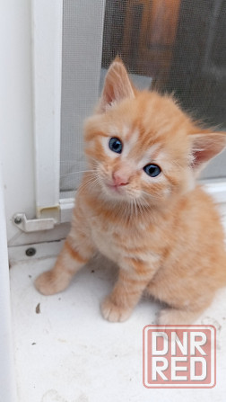 Котёнок Горловка - изображение 1