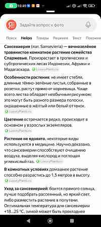 Сансенверия Донецк