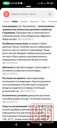 Сансенверия Донецк - изображение 6