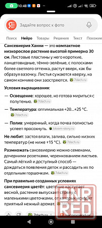 Сансенверия Донецк - изображение 7