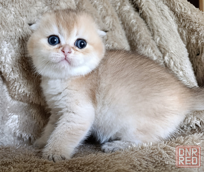 Шотландский вислоухий мальчик Мариуполь - изображение 2