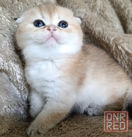 Шотландский вислоухий мальчик Мариуполь - изображение 1