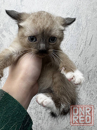 Отдам котят в добрые руки Донецк - изображение 1